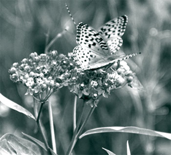 Photo of Butterfly – Aphrodite Fritillary.