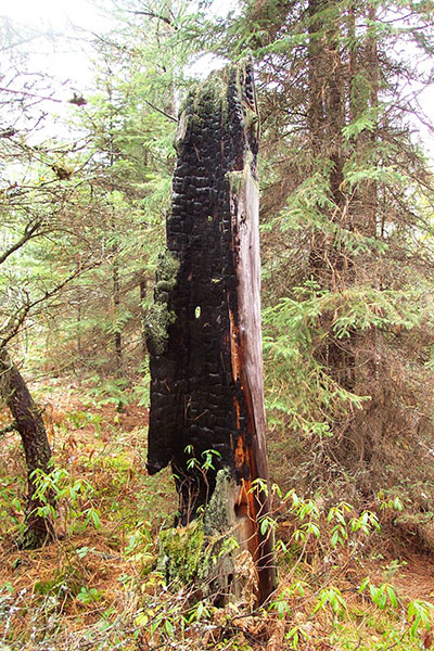Burnt tree showing evidence of past fires.