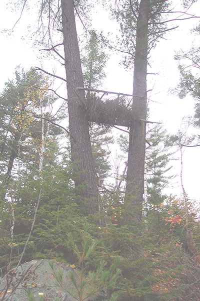 Tree stand spotted near Kawawia Lake Old Growth Conservation Reserve