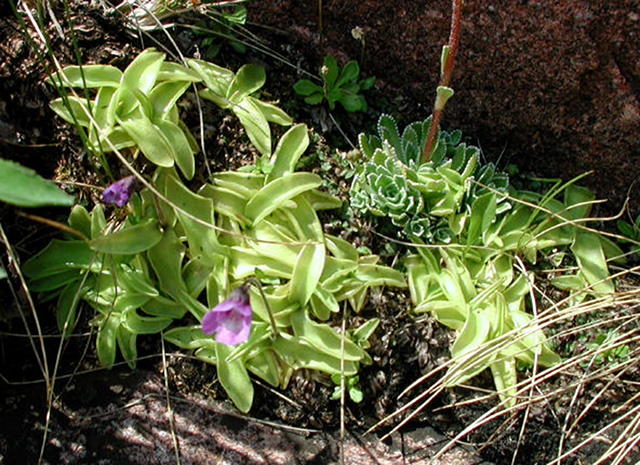Figure 13: Common Butterwort (Pinguicula vulgaris)
