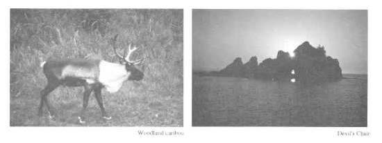 Photo of a caribou on the left side and on the right is photo of sunlight shining over large rocks.