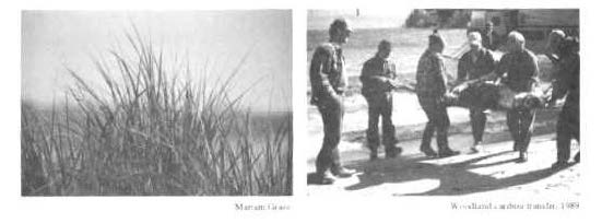 Photo on the left is a close up of marram grass which has been replanted at Old Woman Bay. The photo on the right is a sedated Woodland caribou being carried by five men to Montreal Island, 1989.