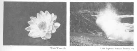 Photo on the left is a White Water Lily and the photo on the right is a shot of waves near Lake Superior Provincial Park.