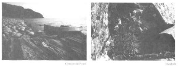 Left photo of rocky shore line and a canoe resting on the side. Right photo of a stand alone tree.