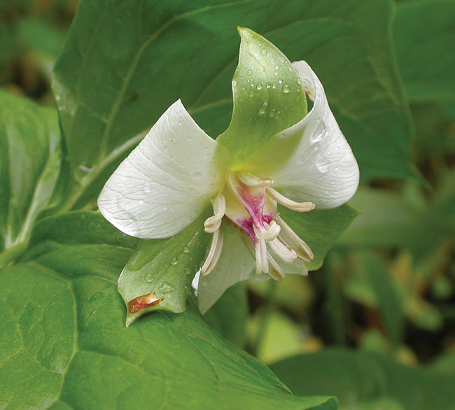 A photo of Drooping Trillium.