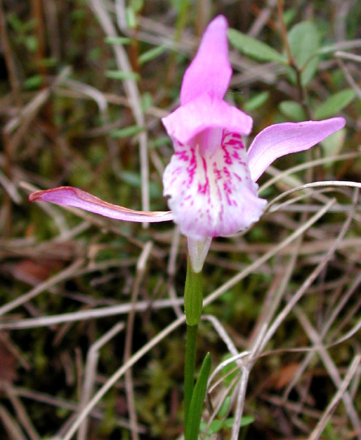 This is figure 11 photo of a Dragon’s Mouth Orchid (Arethusa bulbosa)