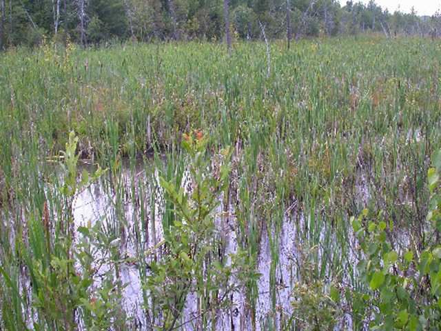 This is photo 2 of the cattail marsh