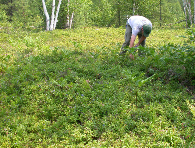 This is photo 4 of a man picking wild blueberries