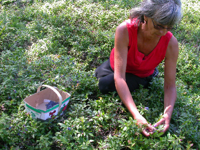 This is photo 6 of a woman picking blueberries