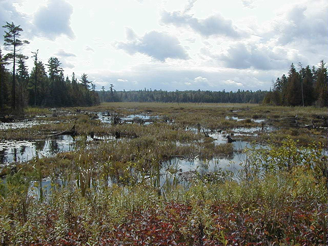 Marsh area at the southwestern portion of the conservation