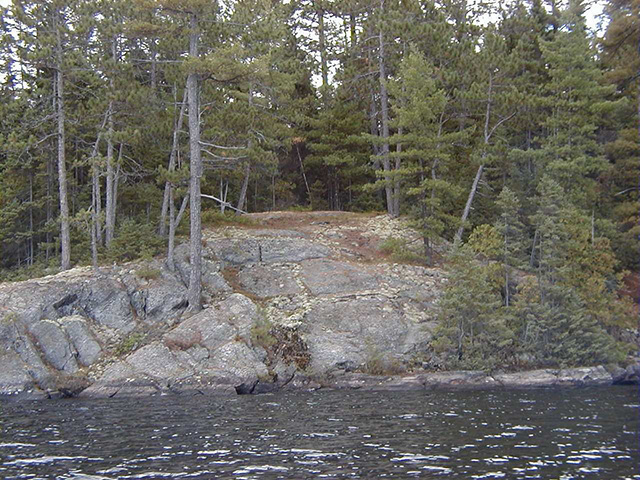 Potential campsite surrounded by white pine growing on rock in