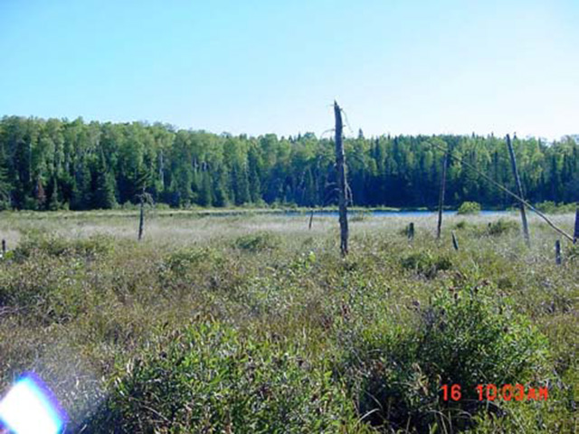 Figure 4: Wetland area contained within western section of the reserve.