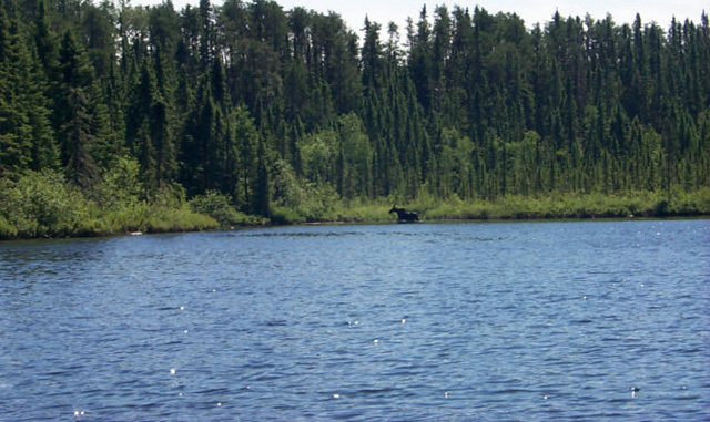 Photo 5. Moose are common in the Conservation Reserve