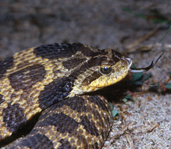 A photo of Eastern Hog-Nosed Snake with tongue out.