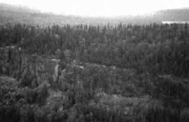 Black and white photo of a rock cliff & talus slope along western boundary in southwest corner. white birch hardwood mixed and black spruce mixedwood on top, white birch mixedwood below talus.