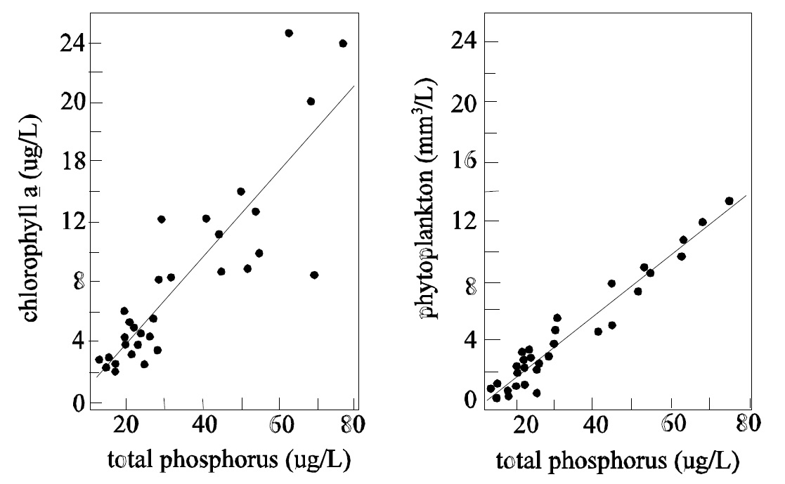 Side-by-side graphs that show the relationship between chlorophyll a and total phosphorus concentrations, and phytoplankton cell volume and total phosphorus concentrations for lakes in south-central Ontario.  Both graphs show a positive relationship.