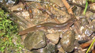Figure of the Northern Dusky Salamander