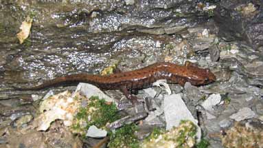 Figure de le salamandre sombre des montagnes.
