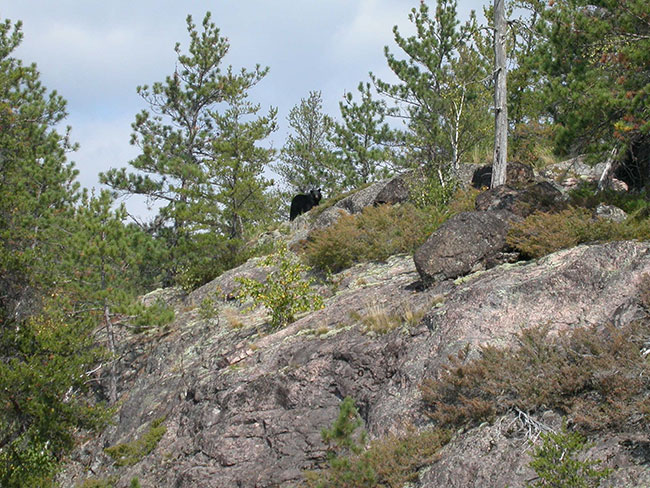 This photo shows a Black bear (Ursus americanus) on a rocky outcrop near the waters edge.