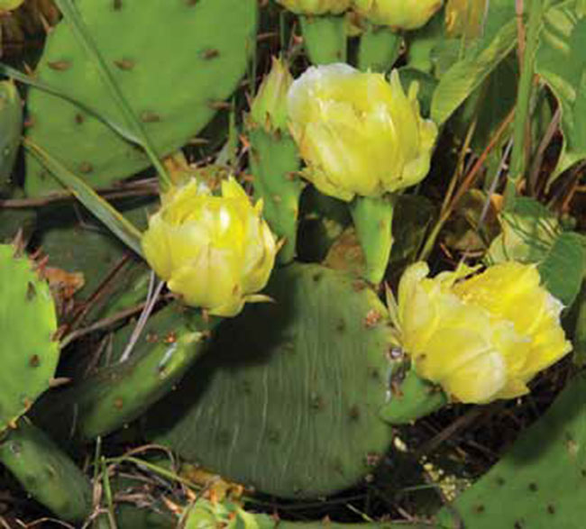 A photo of Eastern Prickly Pear Cactus.