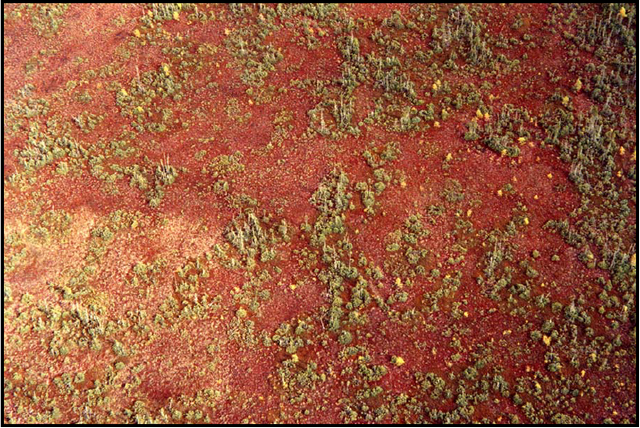 Photo of Red sphagnum moss.
