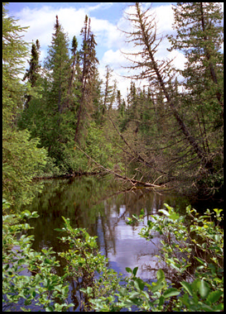 Photo from the shore of Squaw River showing shrub cover, white cedar and black spruce
