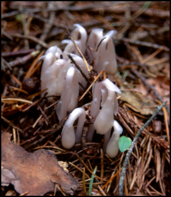 Photo of Indian Pipe, a white fungi