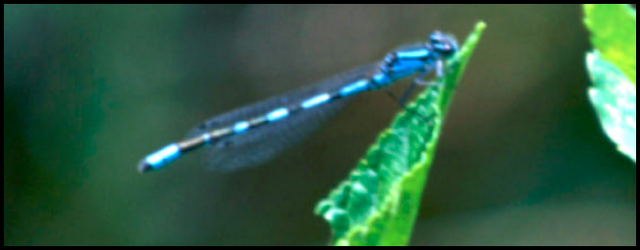 Photo showing a damselfly resting on an alder-leaved buckthorn plant