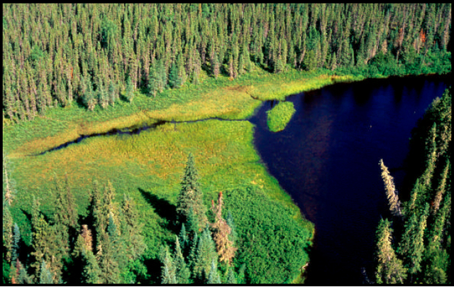 Aerial photo of a wetland along the Drowing River
