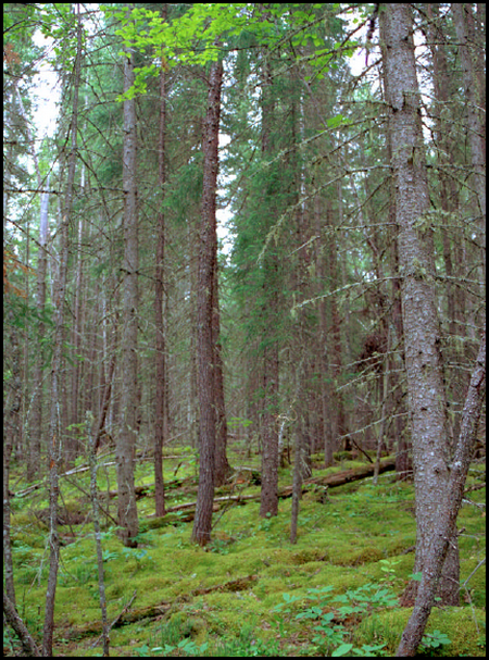 Photo showing a mixed forest along the south shore of Medugama Bay