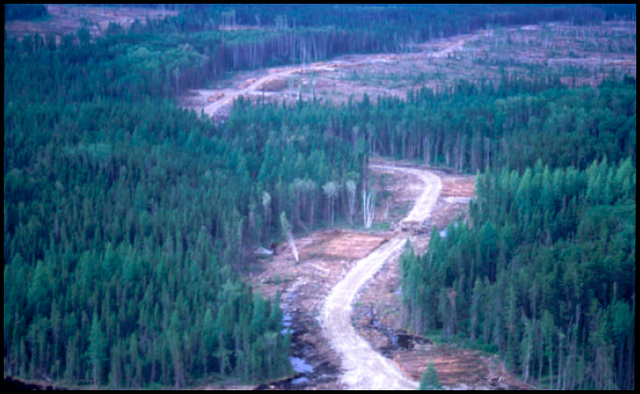 Aerial photo of a forest access road inside of Nakina Northeast Waterway Conservation Reserve