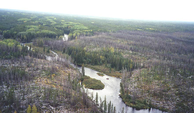 This is figure 15: Natogami river, transition between burnt area (from 1995 fire) and the forest