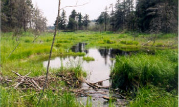 This photo shows Wetland area in the western portion of the reserve.