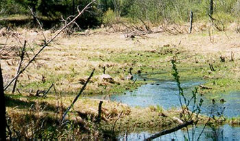 This photo shows Canada geese pair in a marshy area between Fourth and Fifth Lake.