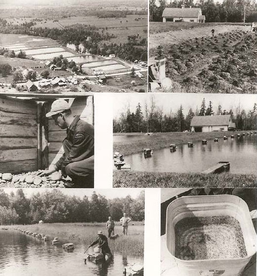 black and white photo of phases of early bass culture at the Sandfield fish culture station on Manitoulin Island.
