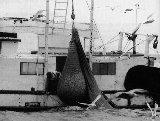 black and white photo of raising a trawl on a Lake Erie tug.