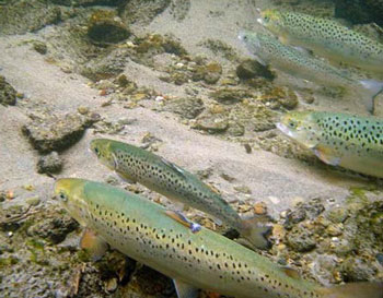colour photo of Atlantic salmon.