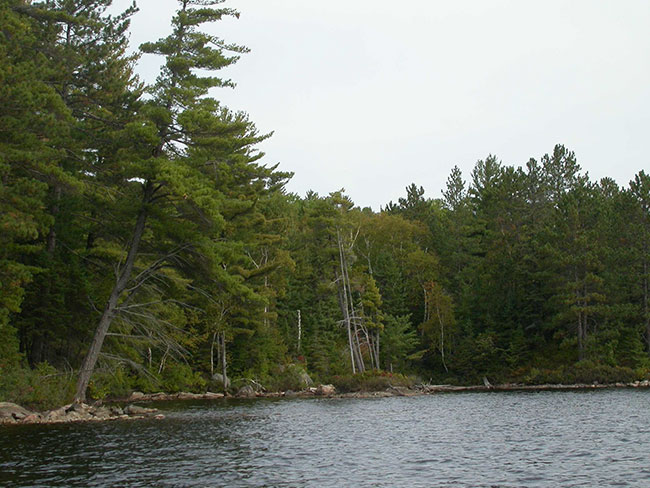 This photo shows Shoreline view of Onaping Lake.