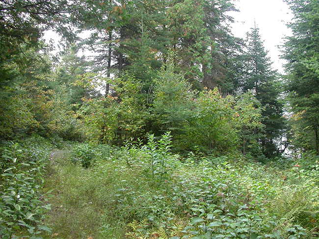 This photo shows Condition of the portage and vegetation growth on site.