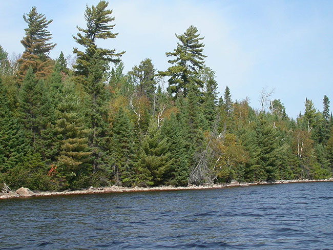 This photo shows Typical shoreline on Onaping Lake.
