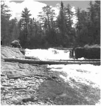 This is figure 11 photo of white pine trees cut to form a bridge straddling Ceolin Falls.