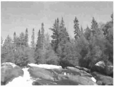 This is figure 7 photo of the forest community at the upper falls, dominated by white pine, balsam fir, with eastern white cedar lining the Boland River.