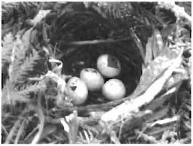 This is figure 9 photo of Ovenbird (Seiurus aurocapillus) ground nest with four hatched eggs.