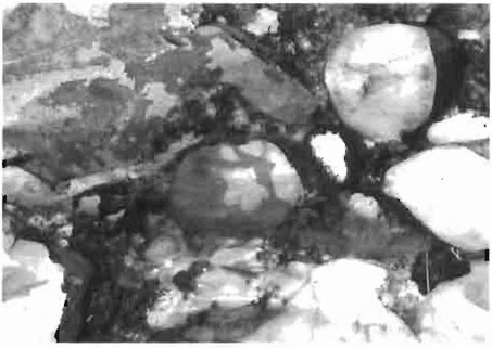 This is photo 1 showing a close up of jasper pebble in puddingstone at Ceolin Falls.