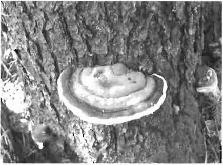 This is photo 2: Red belted polypore (Fomitopsis pinicola)