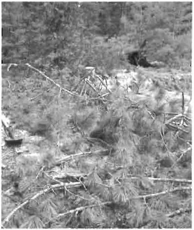 This is photo 3 of white pines cut down at Ceolin Falls location to form bridge.