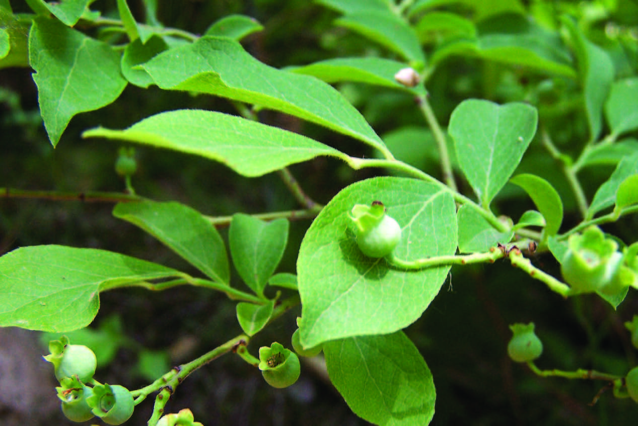 depicts the Deerberry which is a green leafy plant with small green berries