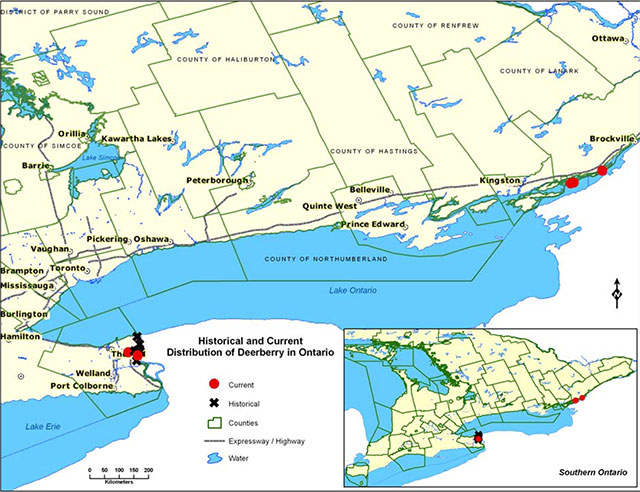 Map depicts Southern Ontario in Yellow with green lines. Red dots indicate five instances of current distribution of Deerberry. A cluster of black exes indicate historical incidents of Deerberry. 