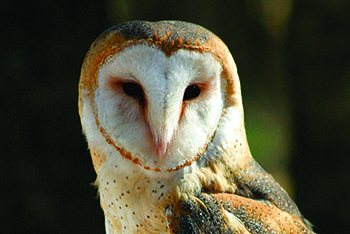colour photo of the Barn Owl.