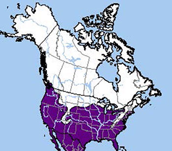 black and white map represents the range of the Barn Owl in the mostly southern and coastal areas of North America, as shown in purple.